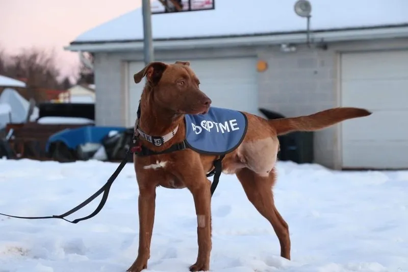 A dog in a vest standing in the snow