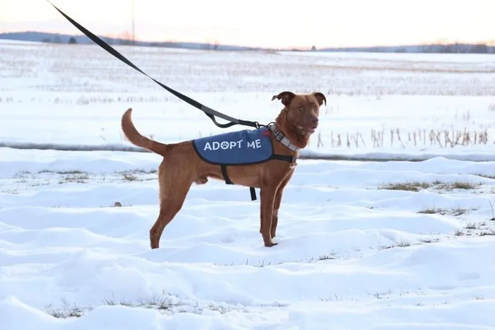A dog in an Adopt Me vest walking in the snow