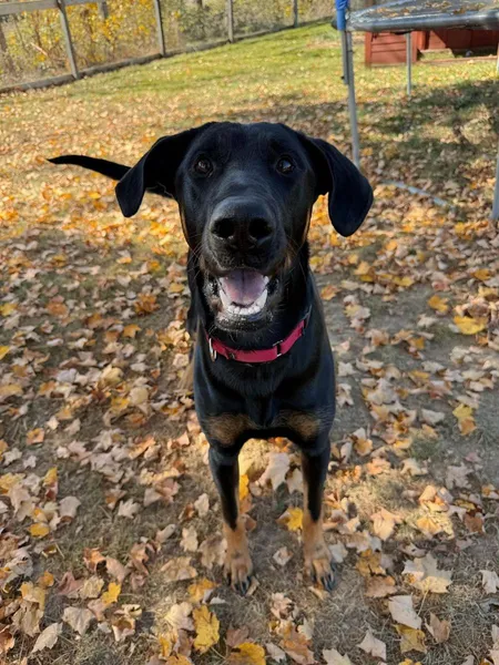 A happy black and tan dog standing in autumn leaves