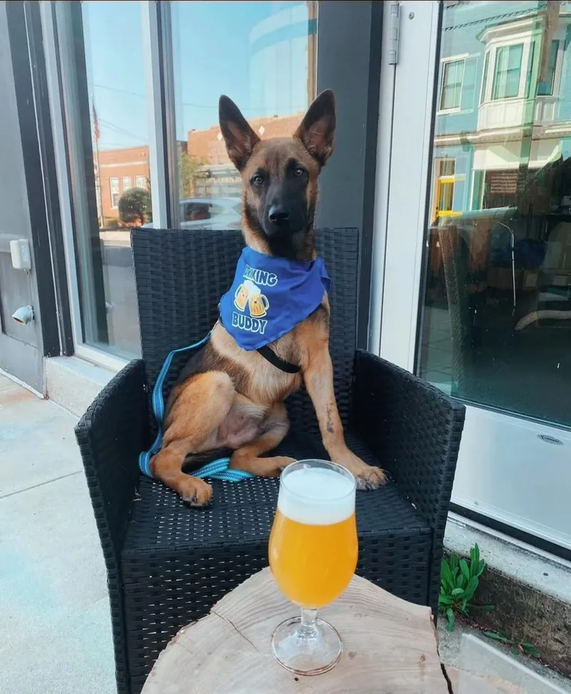 A young Malinois in a blue bandana sitting on a patio chair