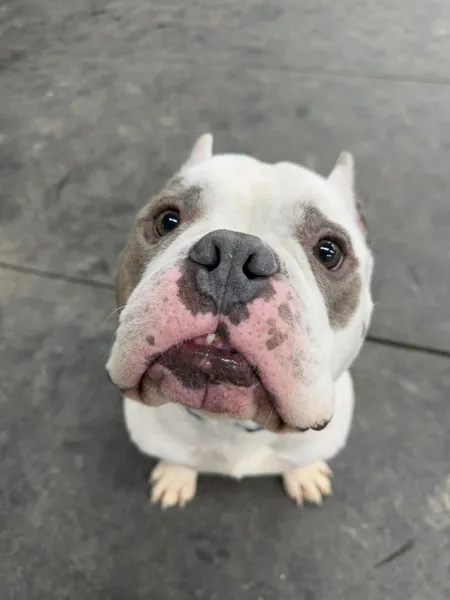 A white and brown bulldog looking up