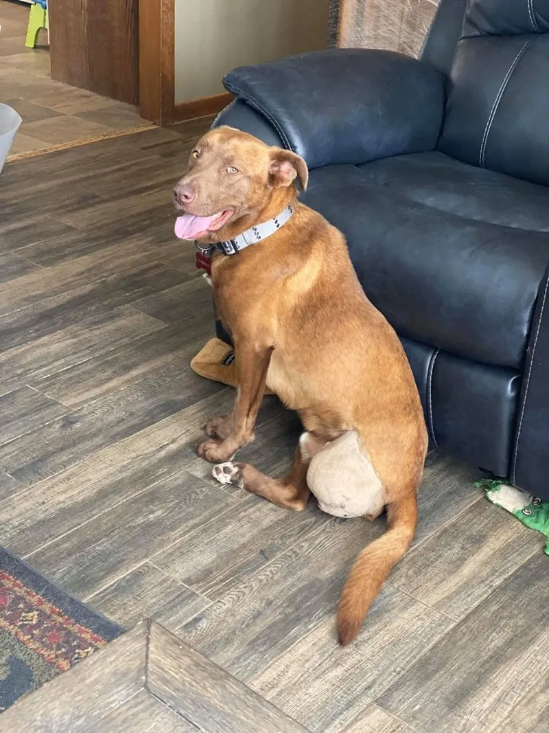 A happy brown dog sitting by a couch in a foster home