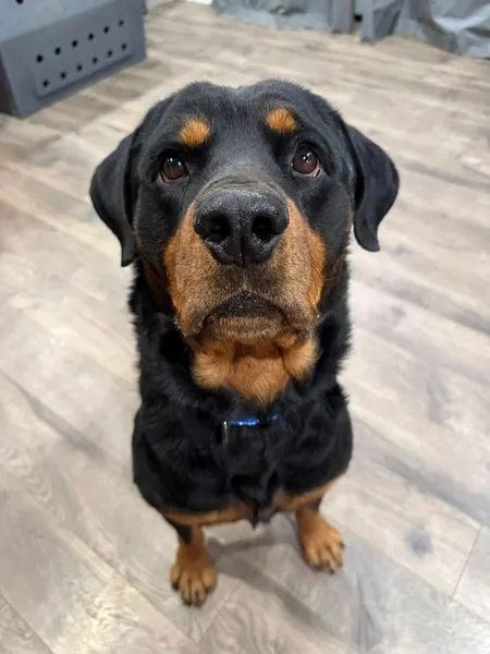 A Rottweiler looking up with soulful eyes