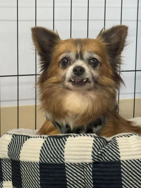 A small brown dog resting on a checkered bed