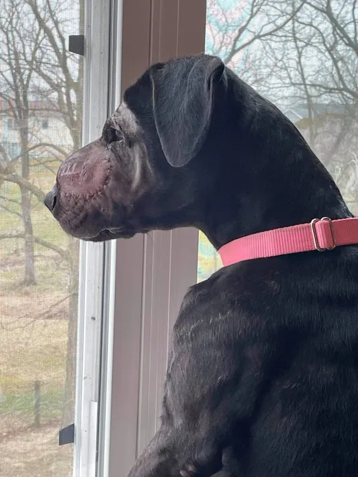 Princess Fiona looking out a window