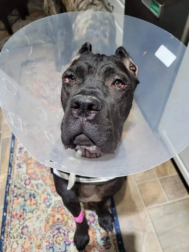 A dog in a recovery cone looking up at the camera
