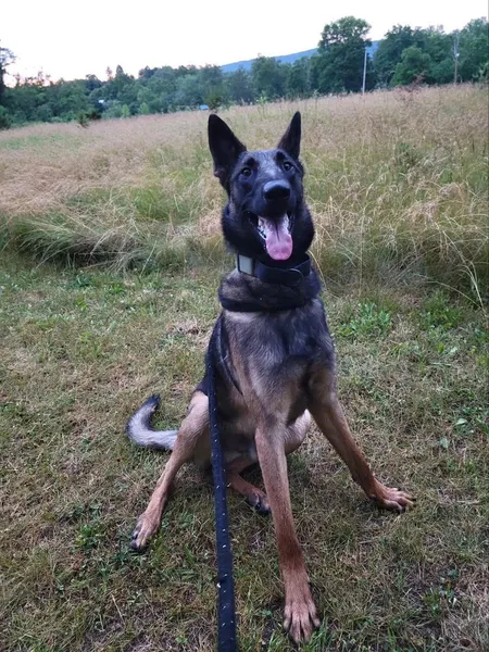 Khaos, a Belgian Malinois, sitting in a field