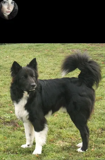 Balto M