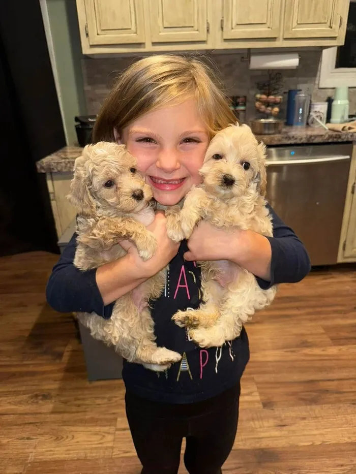 A smiling child holding two fluffy puppies
