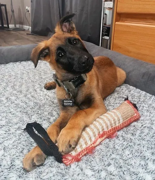 A puppy lying on a bed with a chew toy