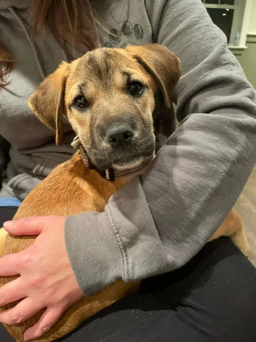 Shelby, a tan puppy, held in her foster’s arms