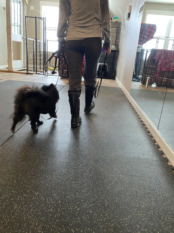 A volunteer walking a small black dog