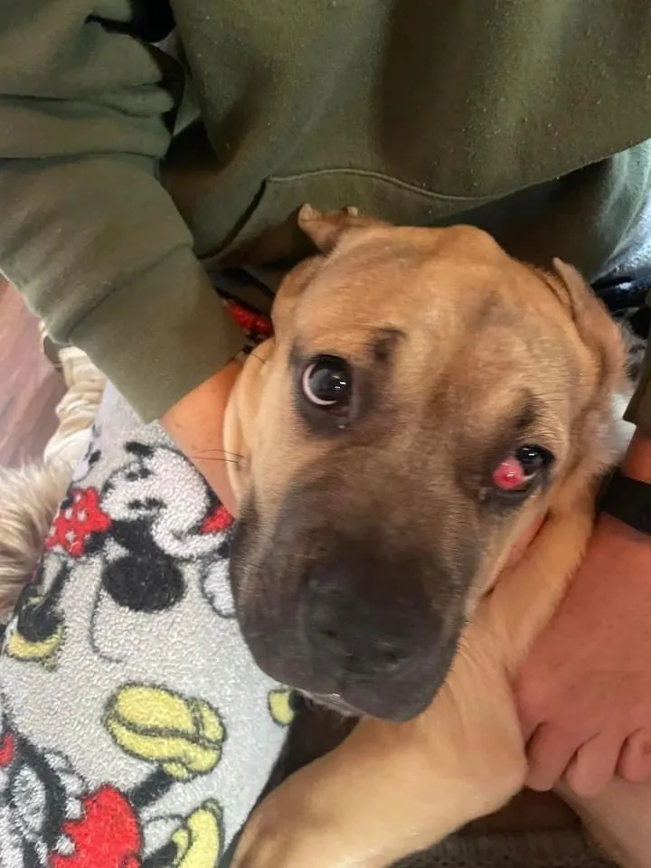 Zoey after her eye surgery, resting in her foster’s lap